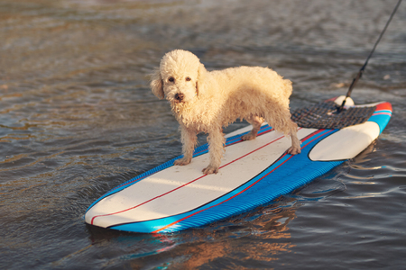 One poodle dog doing surfing on sunset light backgroundの写真素材