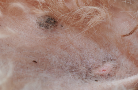 Scar on dog skin after flee bite close up viewの写真素材