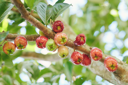 Rose apple fruit tree branch close up viewの写真素材