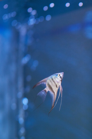 Fish swim in aquarium blue water close up viewの写真素材