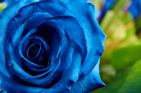 Blue rose flower on colorful background close up viewの写真素材