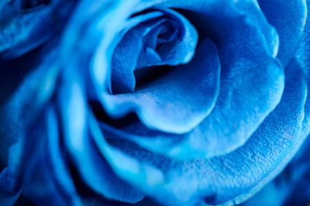 Close up of blue rose flower headの写真素材