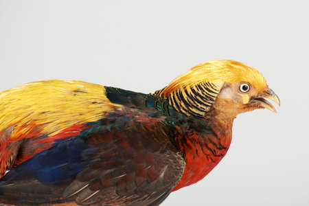 Colorful pheasant bird isolated on white studio background
