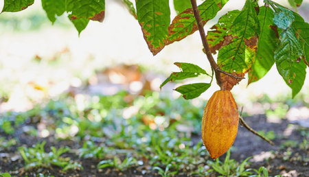 Yellow cocoa pod readu for harvest on blurred background