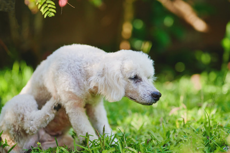 White poodle dog sratch himself on green park backgroundの写真素材