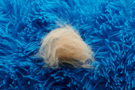 Brown animal fur on blue carpet background close up viewの写真素材