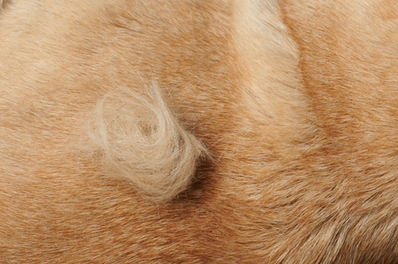 Piece of animal fur on brown dog hair backgroundの写真素材