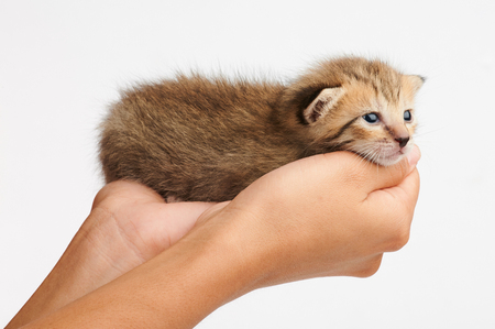 Cute fluffy kitty on human hand isolated on white backgroundの写真素材