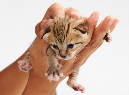 One kitty in woman hand isolated on white backgroundの写真素材