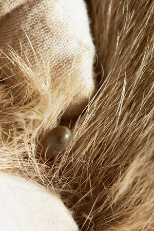 Taking off tick sucking blood from dog brown furの写真素材