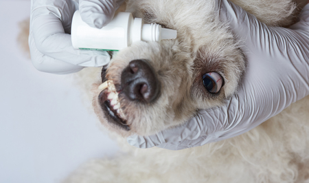 Healing dog eye with drops. Dripping vet eye drops in dogの写真素材