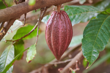Red cacao pod on tree branch close up viewの写真素材