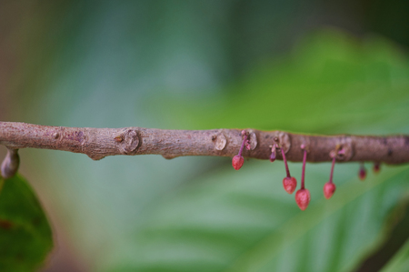 Small pink cocoa flower on tree branch close up viewの写真素材