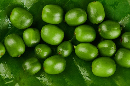 Green coffee berries on leaf macro close up view