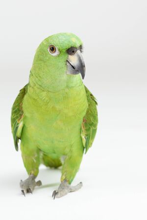 Green parrot walk  on white studio background isolatedの写真素材