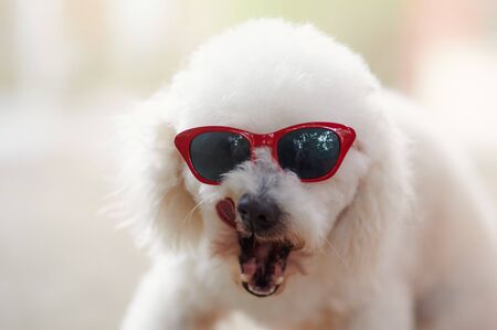 Funny poodle dog in sunglasses leak his cheek close up viewの写真素材
