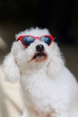 Dog looking up in sunglasses to copy spaceの写真素材