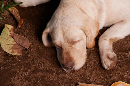 Relax cute labrador dog sleep on ground above top viewの写真素材