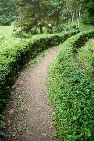Small pathway in green park around bushes on sunny dayの写真素材