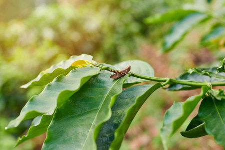 One brown cricket sit on green leaf of coffee close up view