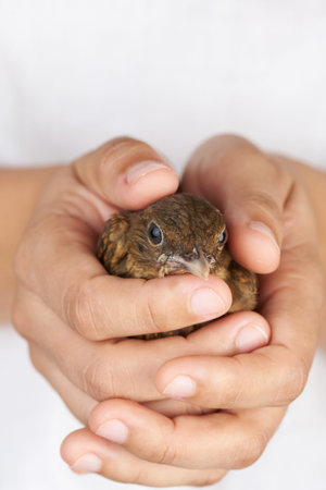 Small trush bird in human hands close up view