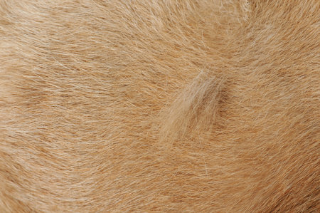 Losing dog hair theme close up view on fur background