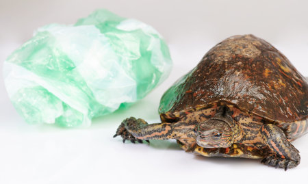 Turtle afraid of plastic garbage. Plastic pollution theme