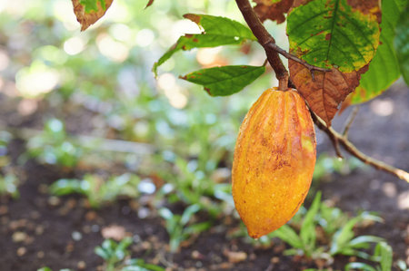 One wet yellow color cacao pod hang on tree branchの写真素材