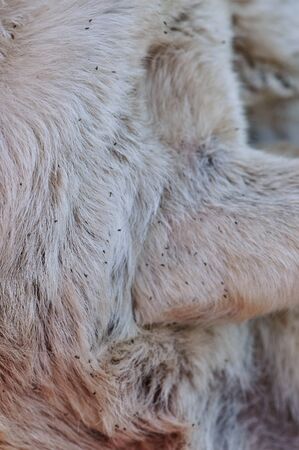 Ticks coming out from dog fur close up viewの写真素材