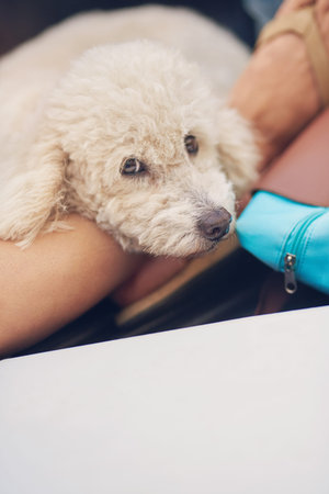 Cute white poodle dog lay on human legs 