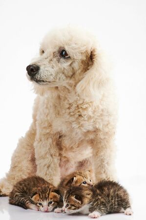 Small kitty with poodle dog isolated on white backgroundの写真素材