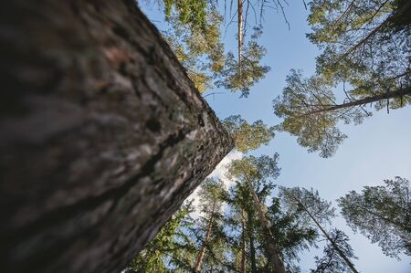 Branches of tree pine on blue sky backgroundの写真素材