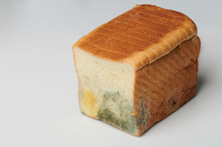 Damage with fungus bread isolated on gray background