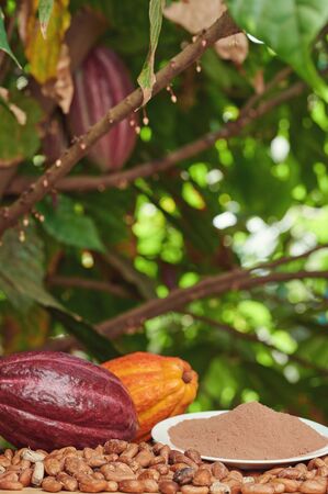 Cacao plantation theme. Bright colorful chocolate plant backgroundの写真素材