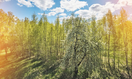 Blooming tree in garden on sunny day aerial view