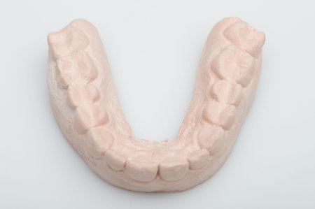 Model of human teeth isolated on white studio background
