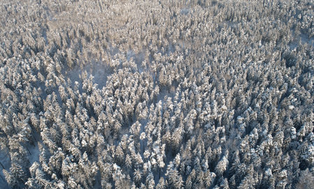 Winter forest covered with snow background aerial above drone viewの写真素材