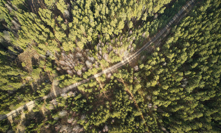 Curve forest road above top drone view in summer time