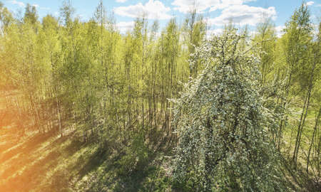 Blooming tree in spring time on park background aerial drone viewの写真素材