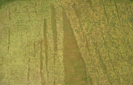 Yellow natural field abstract above drone view