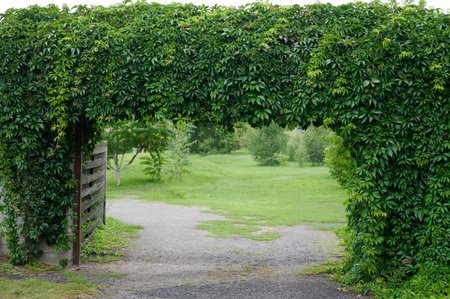 Green leaf arch gate. Natural plant frame backgroundの写真素材