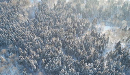 Pine tree forest covered with snow aerial above drone viewの写真素材