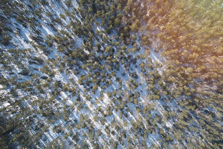 Clean winter forest background aerial above top drone viewの写真素材