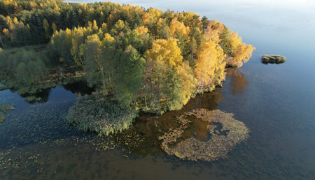 Autumn tree forest near lake aerial drone viewの写真素材