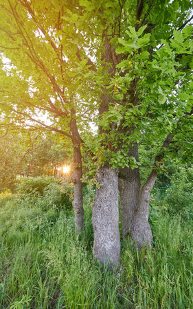 Tree in morning sunrise landscape. Bright sunny natural lush