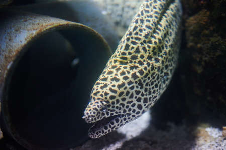 One moray portrait swim in clean water close up viewの写真素材