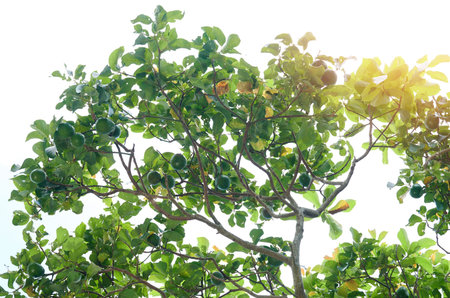 Avocado tree branch with fruits on white sky background