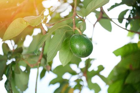 One avocado green fruit hangon tree branch close up view