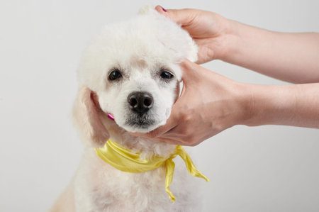 Veterinarian check poodle dog ear isolated on studio background close up view