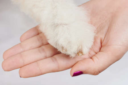 Clean dog paw with clipped nails claws on human hand backgroundの写真素材